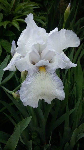 tmp_21493-20170506_090608-1692048412 - irisi 2017