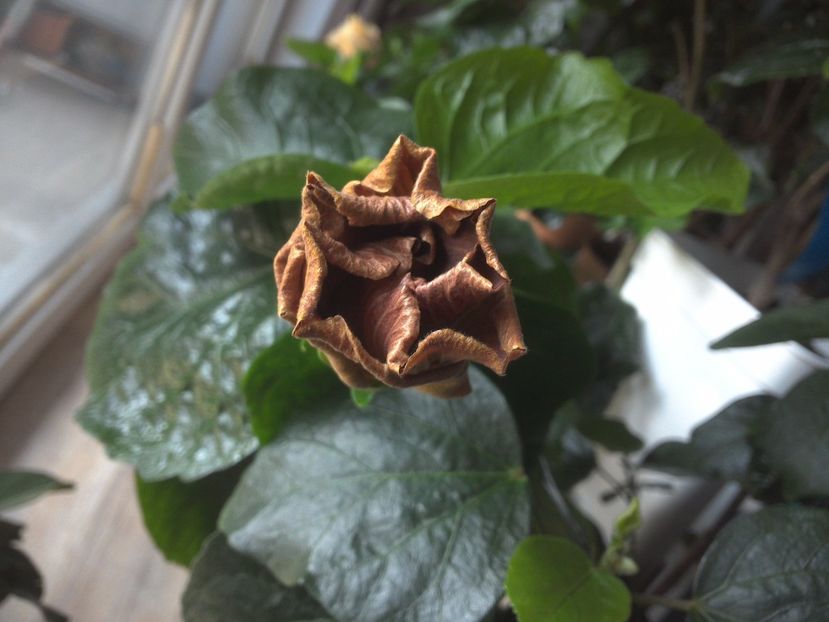 WIN_20170506_143845 - Moorea Silver Storm