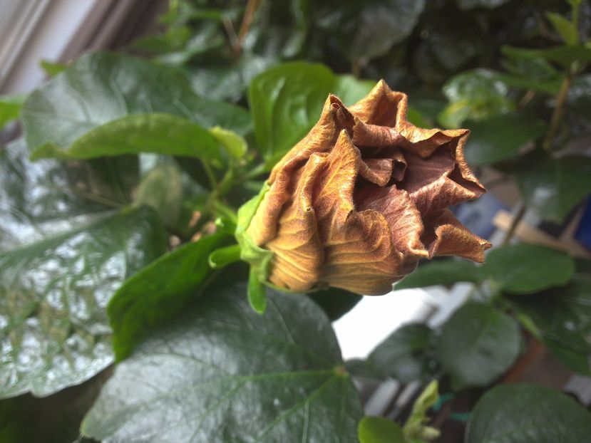 WIN_20170506_143902 - Moorea Silver Storm