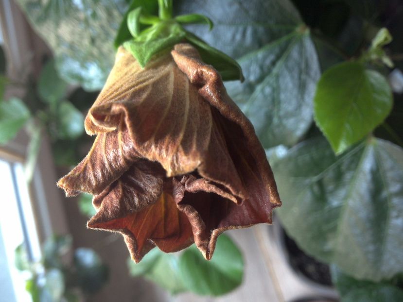 WIN_20170506_143950 - Moorea Silver Storm