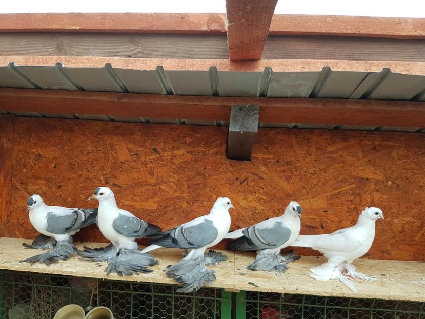 Pui 2017 - 6 ___PUI 2017 DIN RASELE PE CARE  LE DETIN