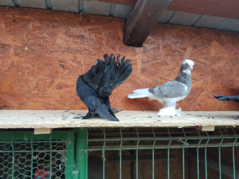 2017 - 6 ___PUI 2017 DIN RASELE PE CARE  LE DETIN