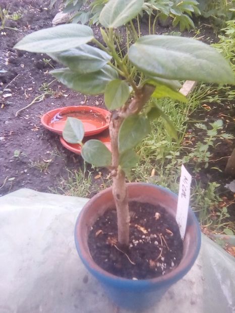  - Hibiscusi-mai 2017