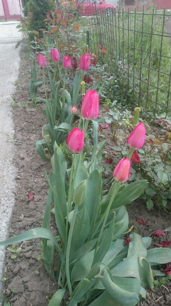  - Gradina primavara 2017