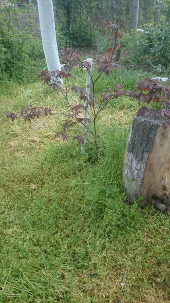  - Gradina primavara 2017