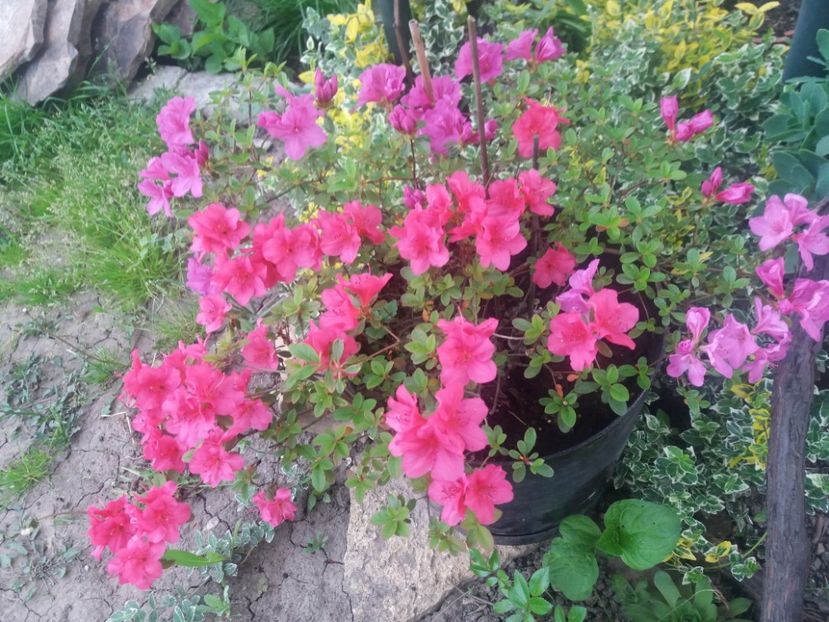 azalee - de prin curte