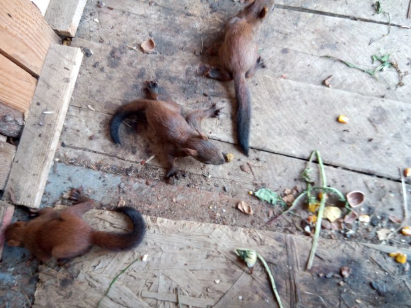 Puișori 2017 - veverite autohtone