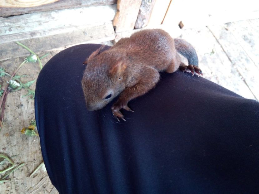  - veverite autohtone