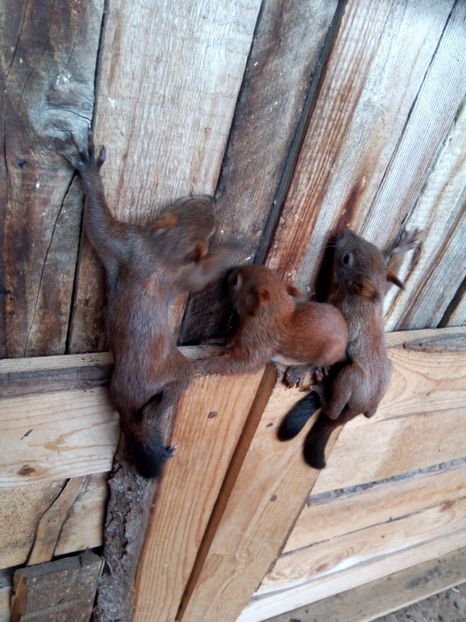  - veverite autohtone