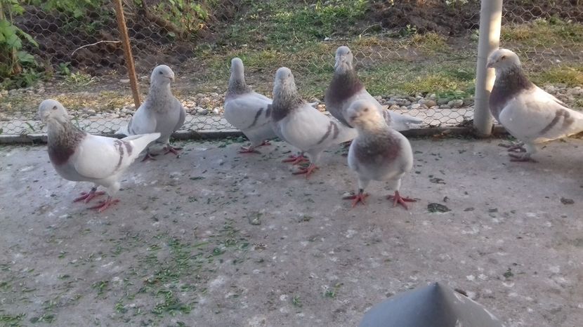  - Prin voliera