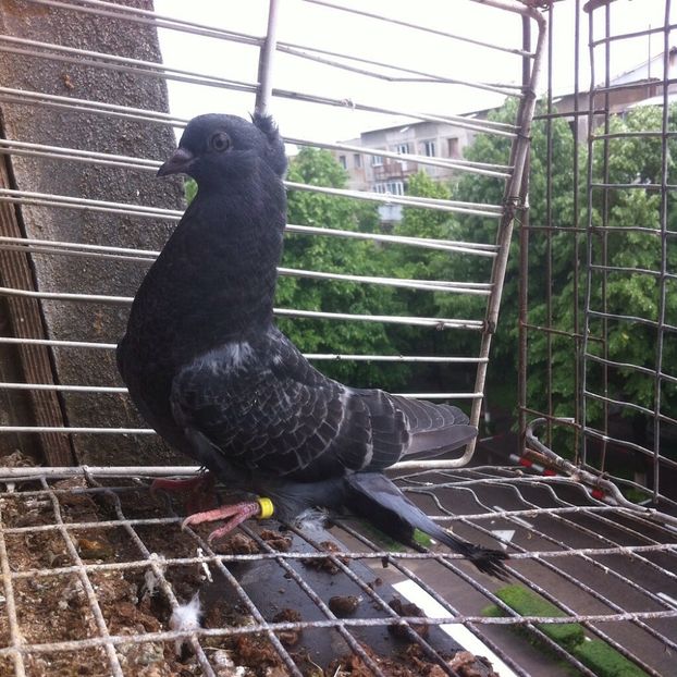 image - Pui Zburator Beograd