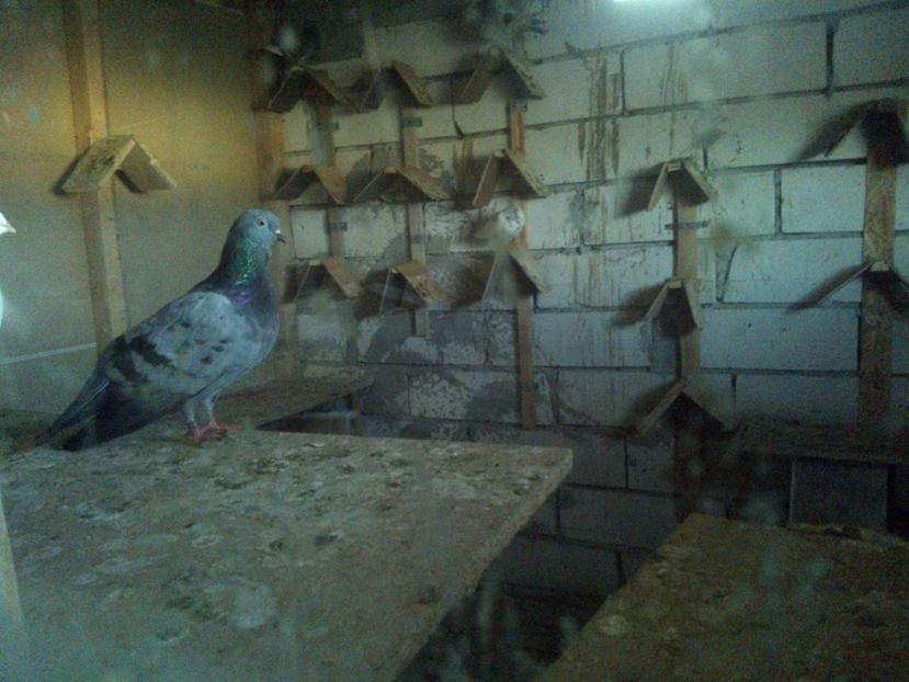  - tippleri de inaltime