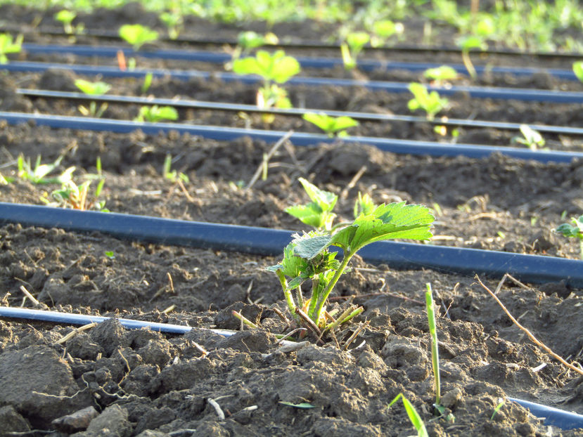 6mai 2017 013 - o - Capsuni