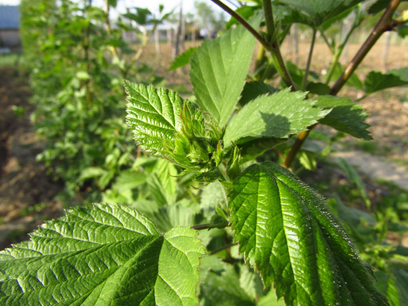 6mai 2017 - o - Muri