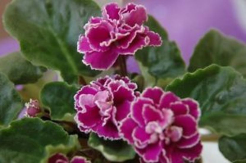 Ness Cranberry Lace  poza net - ZZ Ness Cranberry Lace