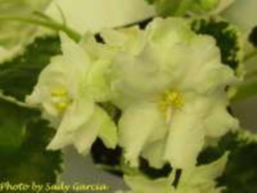 Cool Mint - Cool Mint