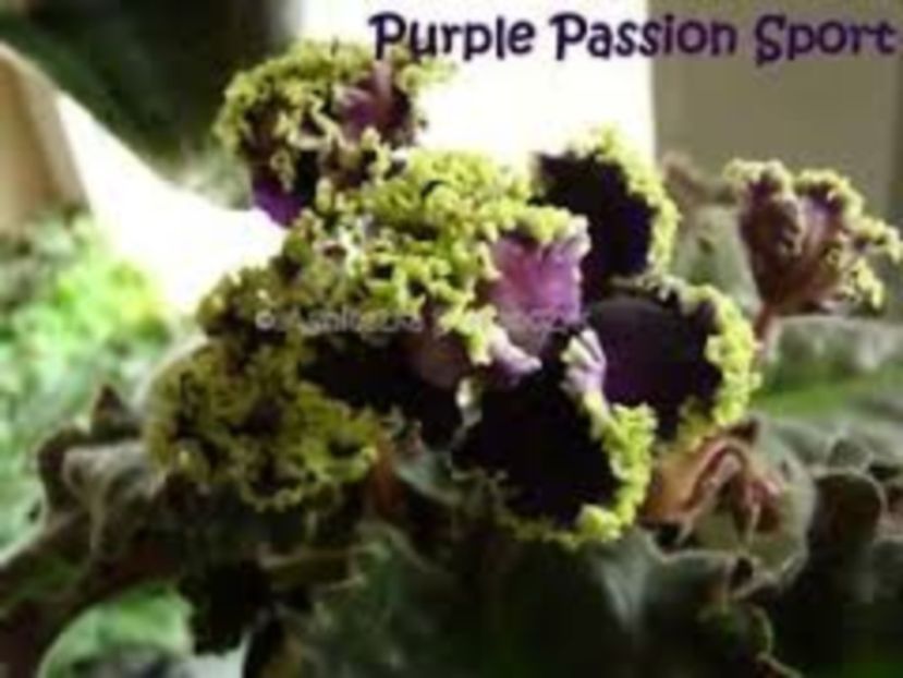 Purple Pasion Sport - Purple Passion Sport