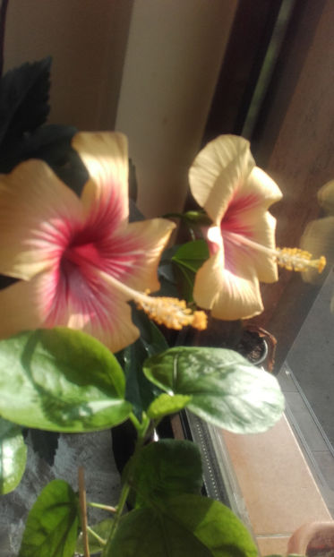  - hibi cuban variety