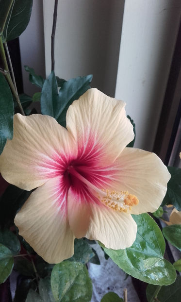  - hibi cuban variety