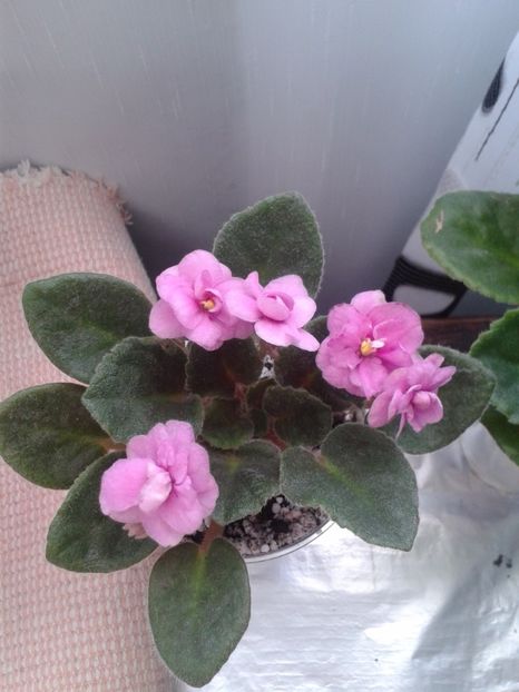 6 mai - AA VIOLETE de COLECTIE