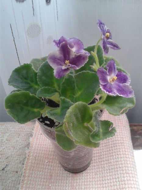 6 mai - AA VIOLETE de COLECTIE