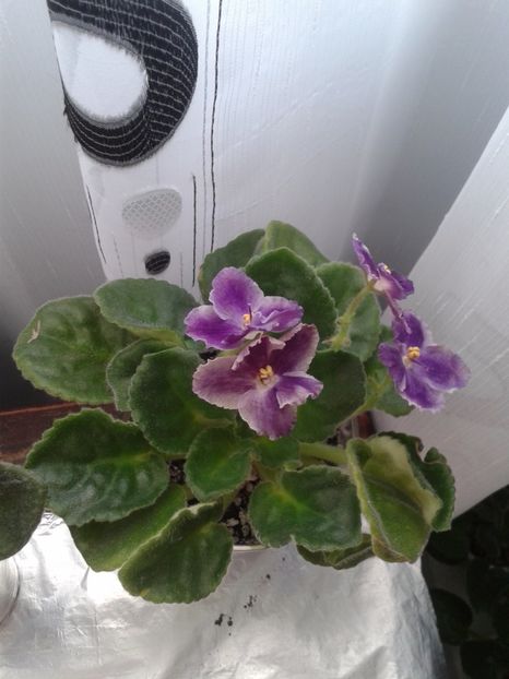 6 mai - AA VIOLETE de COLECTIE