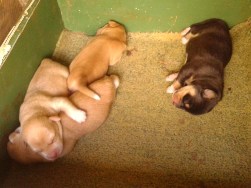  - AAAAAAAAA__DIVA_OSMI URMASUL LUI OSMAN IN MEMORIAM