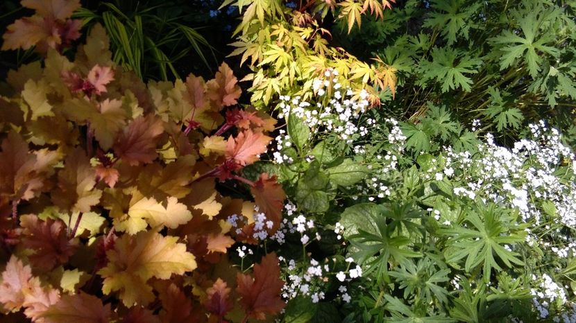 4 mai - 2017 heuchera heucherella brunnera