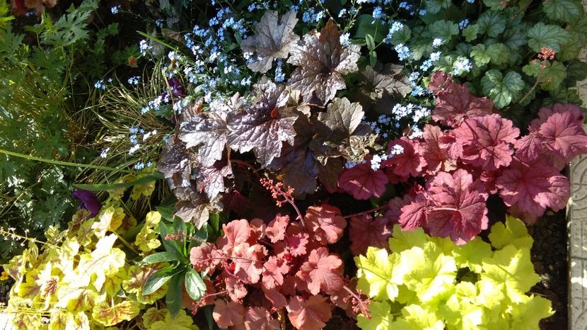 4 mai - 2017 heuchera heucherella brunnera