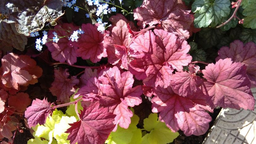  - 2017 heuchera heucherella brunnera