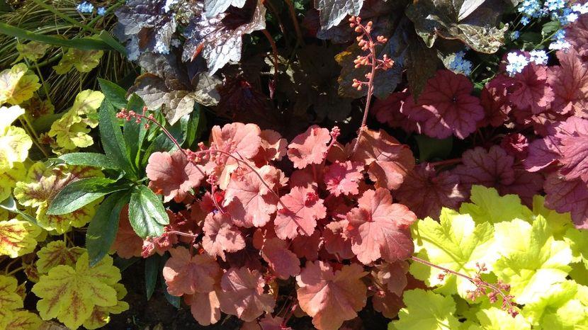  - 2017 heuchera heucherella brunnera