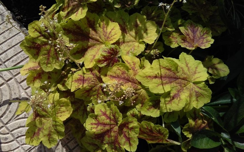  - 2017 heuchera heucherella brunnera