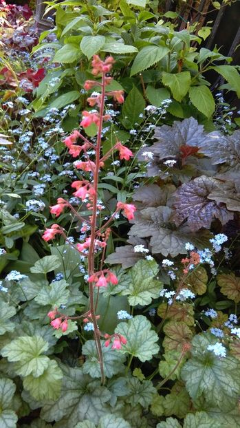  - 2017 heuchera heucherella brunnera