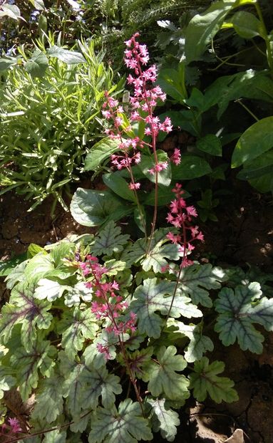  - 2017 heuchera heucherella brunnera