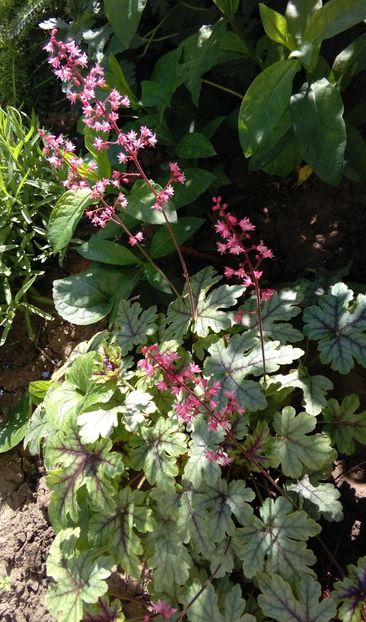  - 2017 heuchera heucherella brunnera