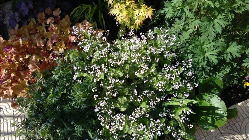  - 2017 heuchera heucherella brunnera