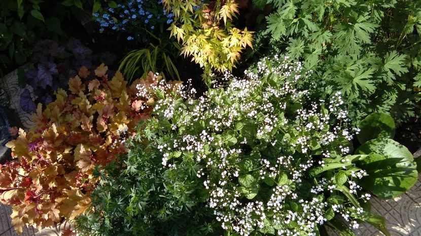  - 2017 heuchera heucherella brunnera