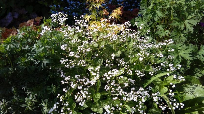  - 2017 heuchera heucherella brunnera