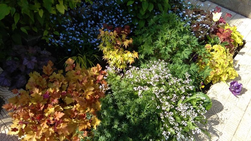  - 2017 heuchera heucherella brunnera