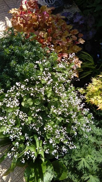  - 2017 heuchera heucherella brunnera