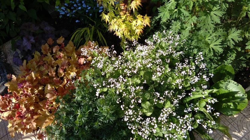  - 2017 heuchera heucherella brunnera