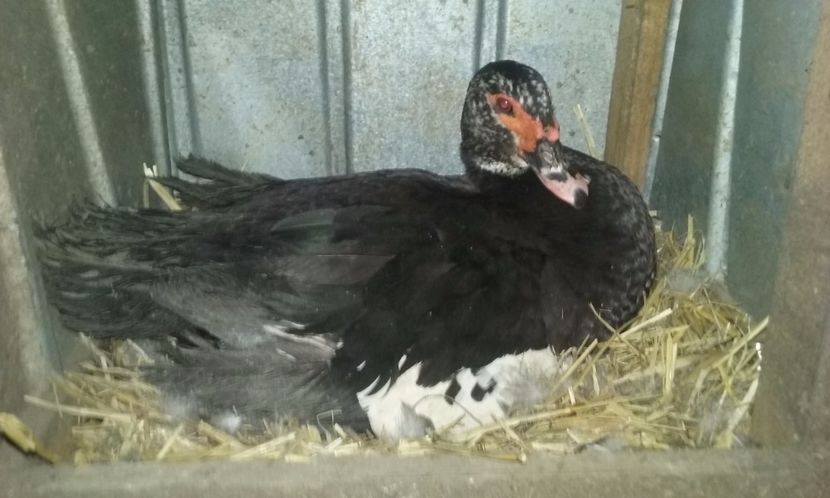  - Rate lesesti negre