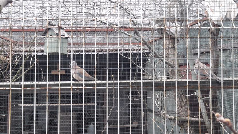 Cumpăr 2 masculi !!! - TURTURELE SENEGAL