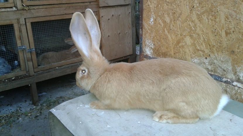  - F4-produs propriu RO 8-172