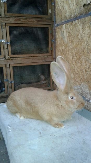  - F4-produs propriu RO 8-172