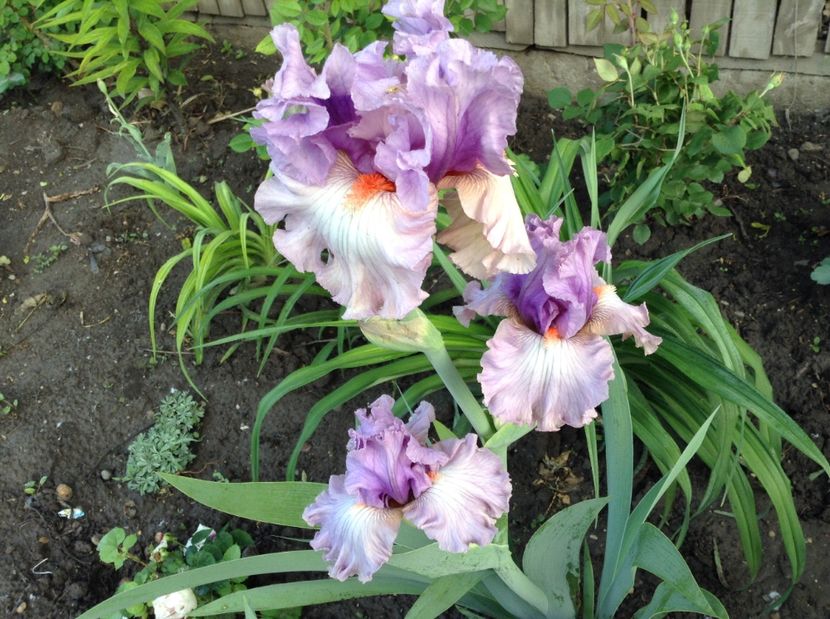 Modern woman - Irisi 2017