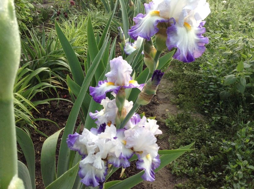 Pursuit of happiness - Irisi 2017