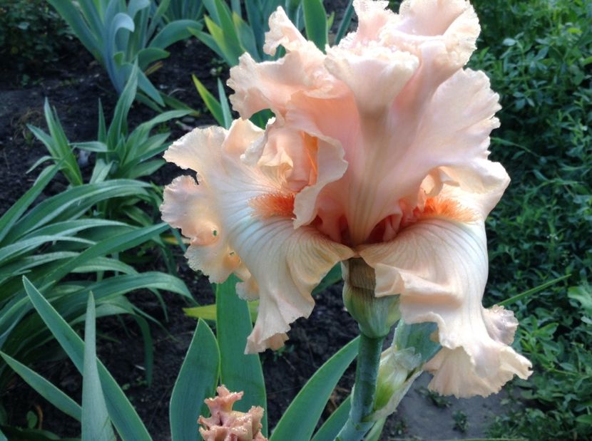 Bold as love - Irisi 2017