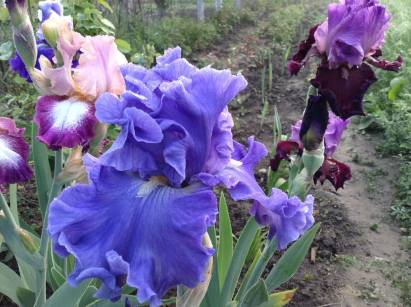 Necunoscut - Irisi 2017