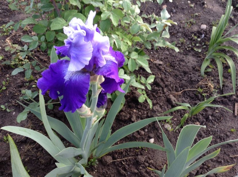 Nordic seas - Irisi 2017